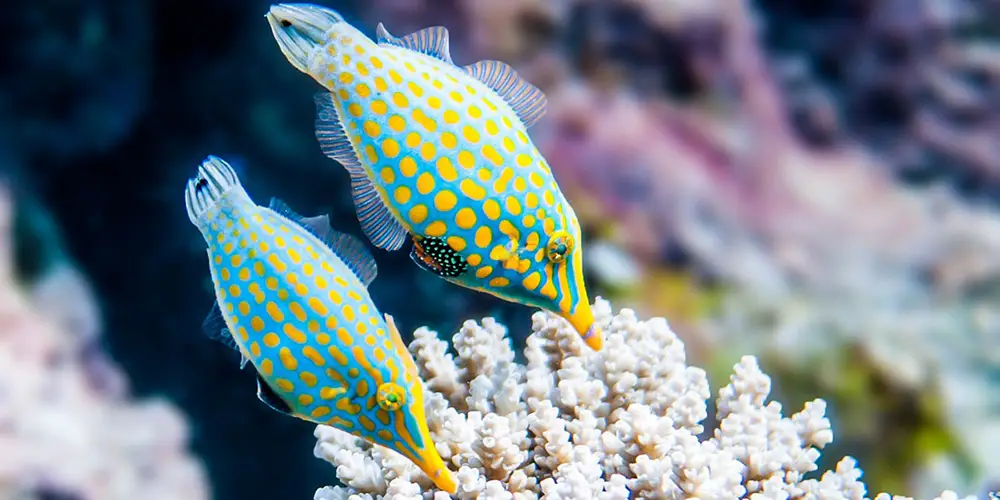 Fiji Diving