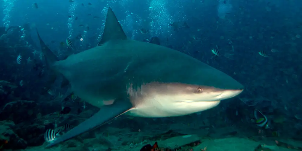 Fiji Shark Dive