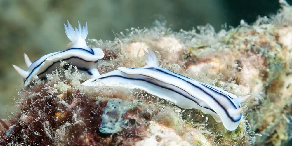Small Group Fiji Diving